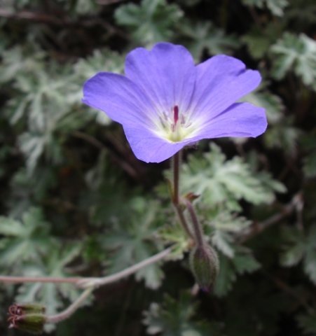 Geranium pulchrum flower
